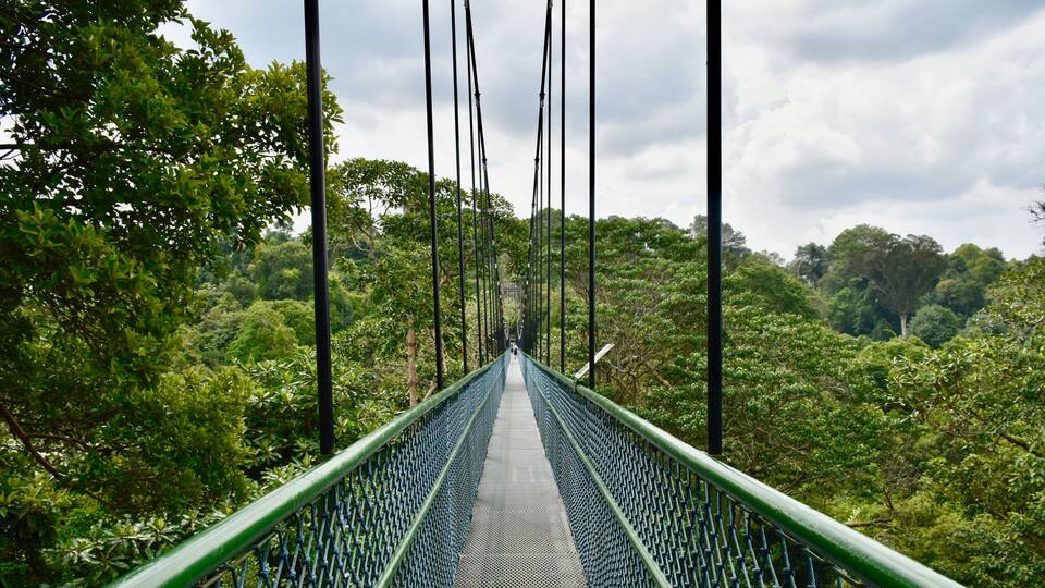 A suspension bridge surrounded by dense forest.