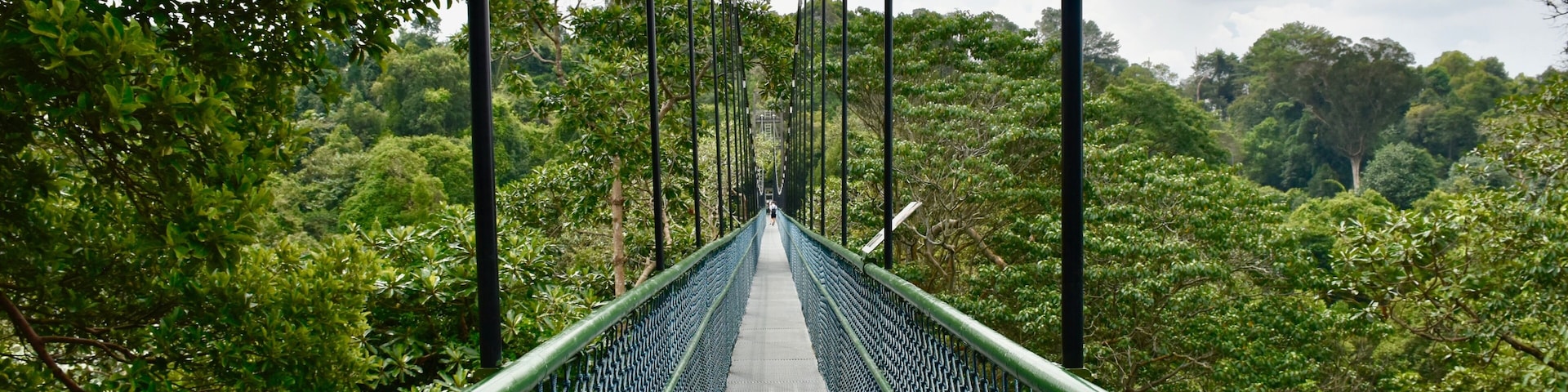 Adventurous treetop walk over suspension bridge in Central Catchment Nature Reserve, Singapore