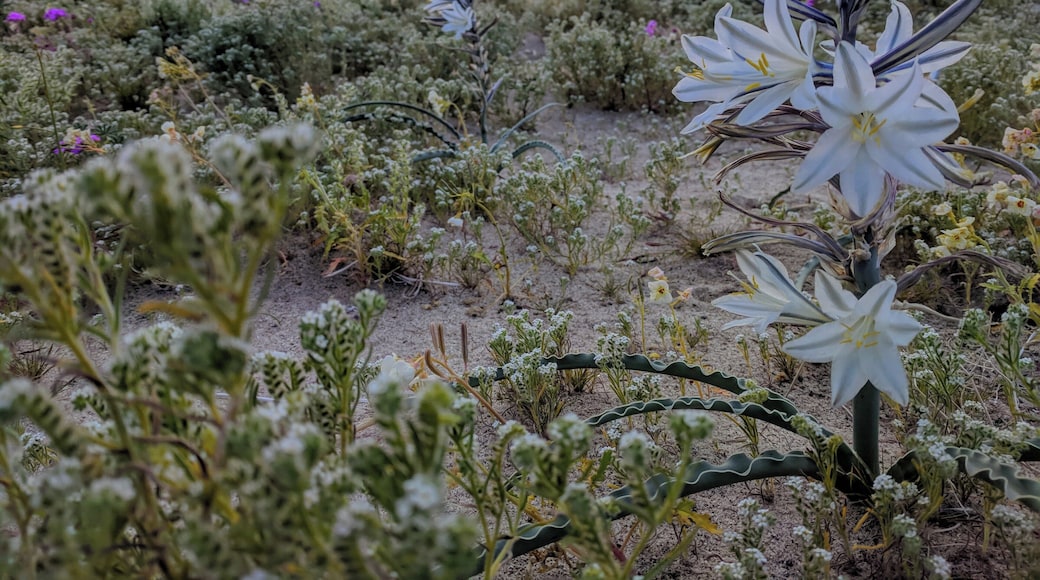 Super bloom in the Anza Borrego Desert in California. Due to the rainy weather this past winter, the flowers are blooming beautifully. It doesn't happen every year. And we were lucky enough to be in the area last week when the super bloom was starting. This is a Desert Lily. #ontheroad