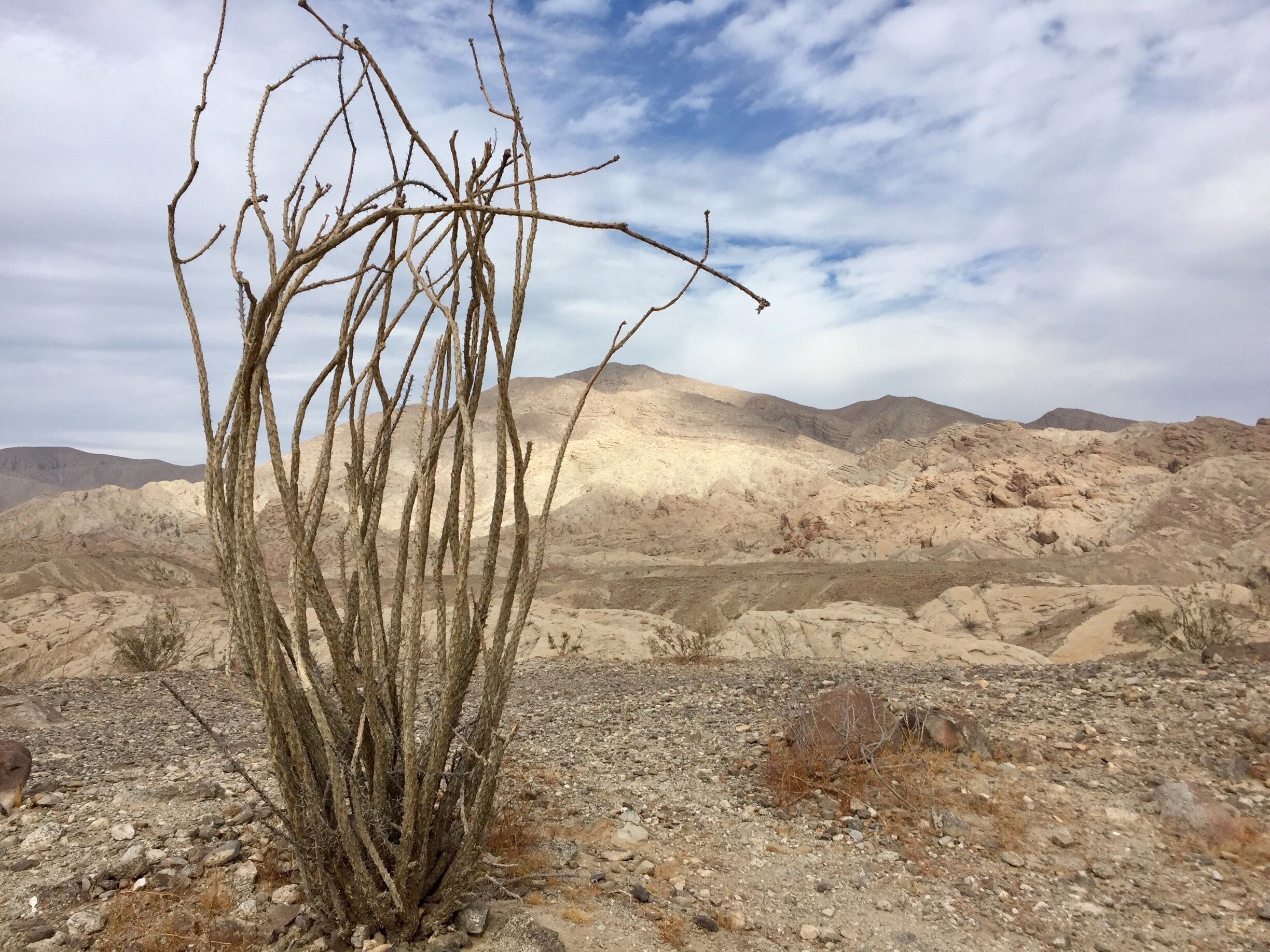 Anza Borrego State Park. The ocotillo is dormant, it’s just waiting for a bit of moisture! 