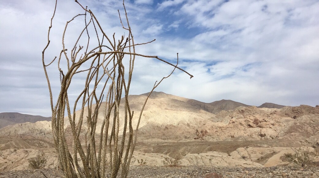 Anza Borrego State Park. The ocotillo is dormant, it’s just waiting for a bit of moisture!