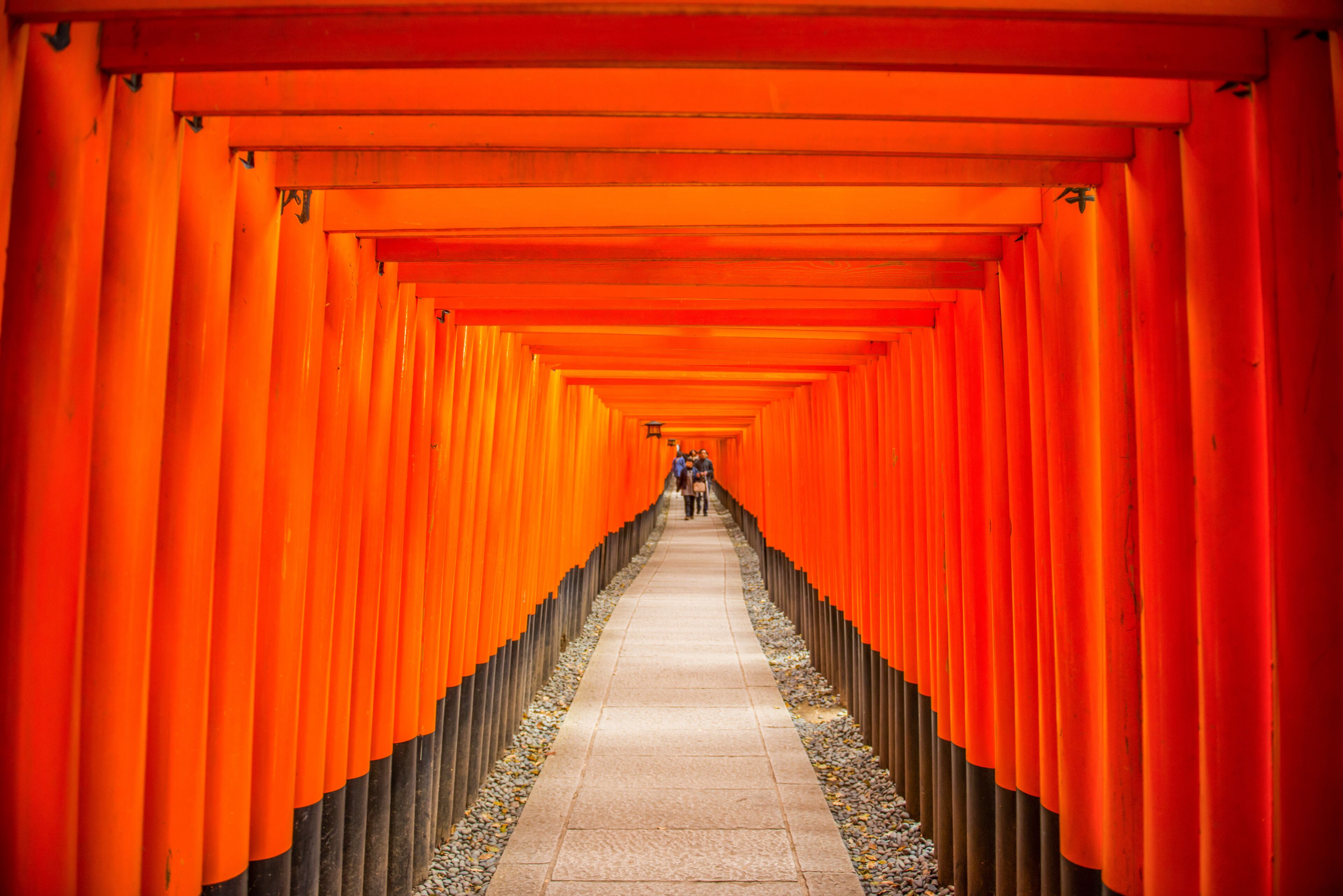 The Endless Red Gates (Torii) of Kyoto's Fushimi Inari, Kyoto, Honshu