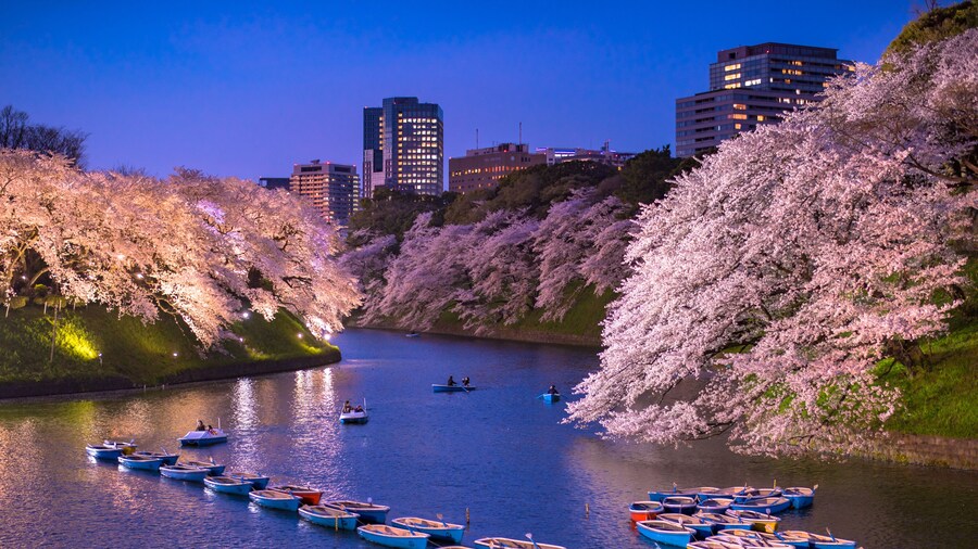 千鳥ヶ淵の夜桜
