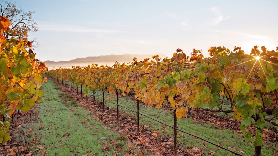 A vineyard with rows of grapevines and a grassy path.