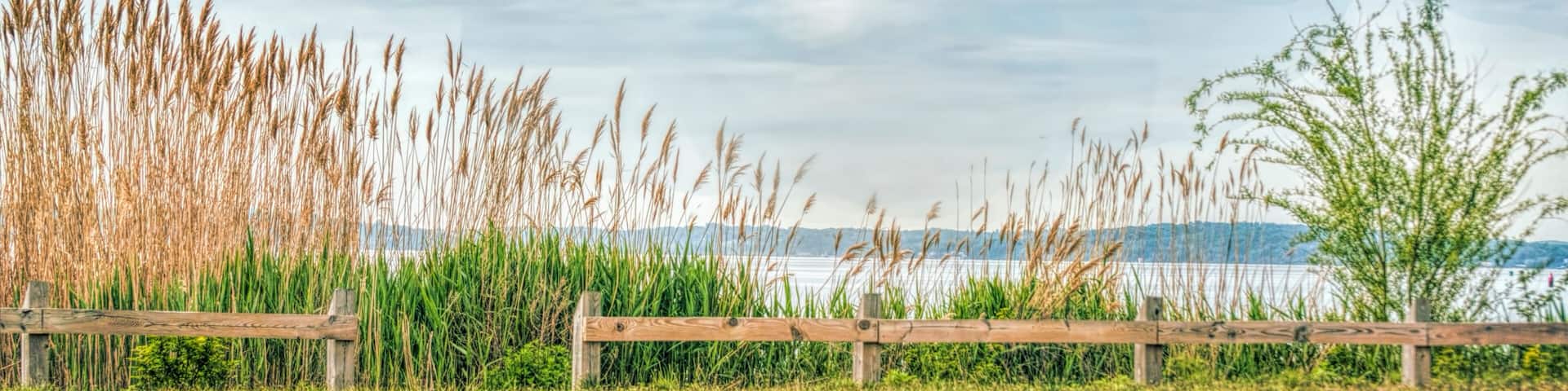 A wooden fence, tall grasses, and a body of water under a cloudy sky.