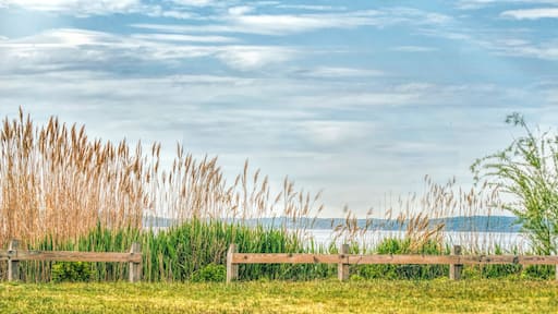 Sea grass at Long Island Sound in Rye, New York