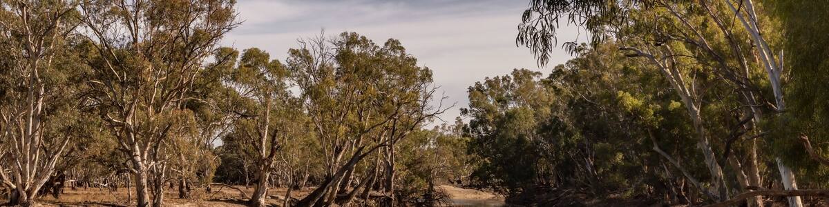Reflections in the Murrumbidgee River - Yanga National Park, Balranald, NSW