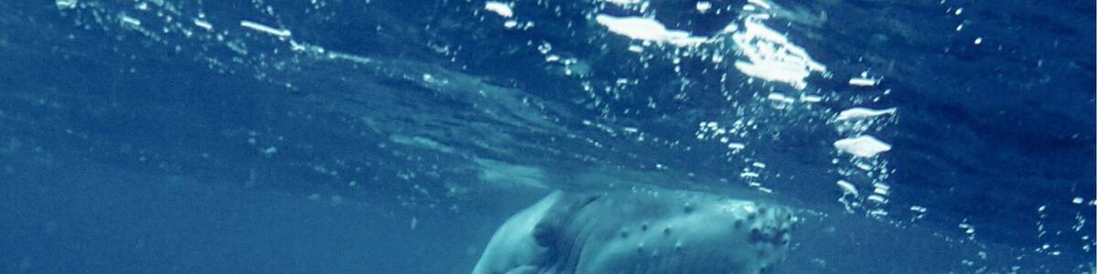 Whale swimming at Vava'u Tonga,
All the whale swim companies pick you up by boat from your resort. Then everyone is on lookout for a tell tale blow. We were lucky enough to swim with this mum and baby in August 2015. The baby was estimated to be 2 weeks old. It is a wonderful experience to swim with these magnificent creatures but it is strenuous work in swell and current and very deep water. But worth the effort.