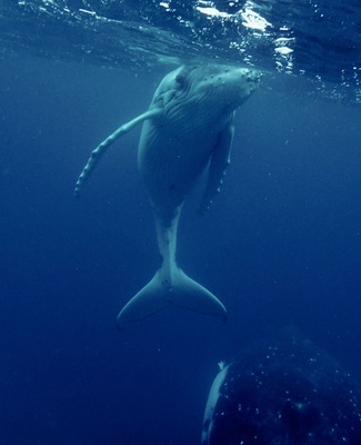 Whale swimming at Vava'u Tonga,
All the whale swim companies pick you up by boat from your resort. Then everyone is on lookout for a tell tale blow. We were lucky enough to swim with this mum and baby in August 2015. The baby was estimated to be 2 weeks old. It is a wonderful experience to swim with these magnificent creatures but it is strenuous work in swell and current and very deep water. But worth the effort.