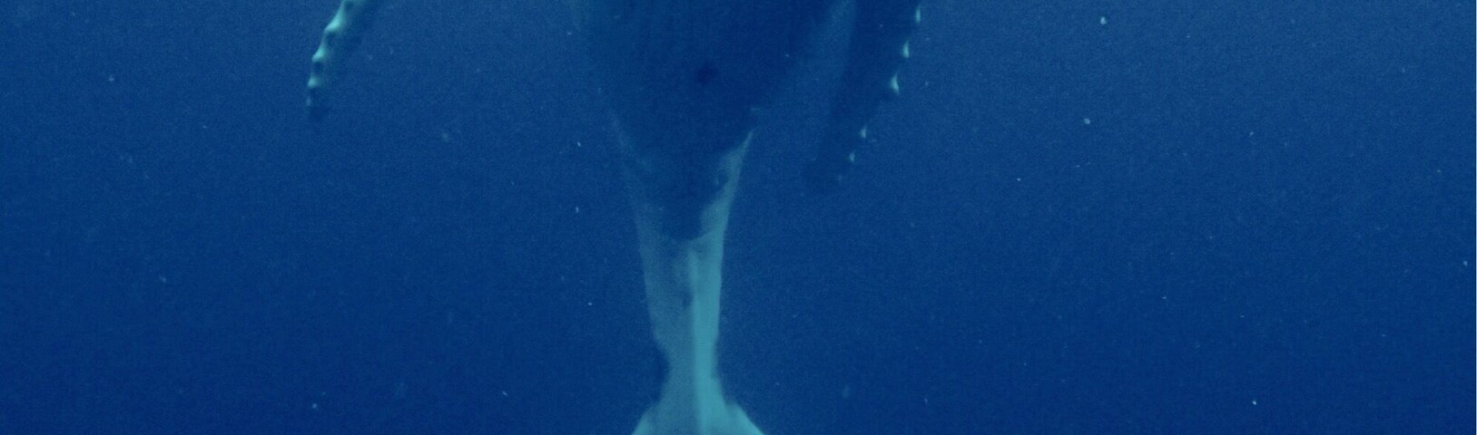 Whale swimming at Vava'u Tonga,
All the whale swim companies pick you up by boat from your resort. Then everyone is on lookout for a tell tale blow. We were lucky enough to swim with this mum and baby in August 2015. The baby was estimated to be 2 weeks old. It is a wonderful experience to swim with these magnificent creatures but it is strenuous work in swell and current and very deep water. But worth the effort.
