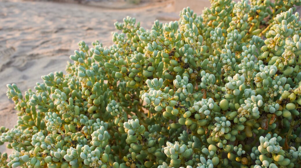Dewy succulents in the morning light. #kolmanskop #namibia