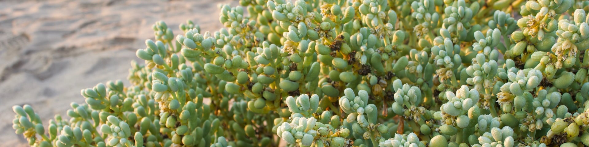 Dewy succulents in the morning light. #kolmanskop #namibia