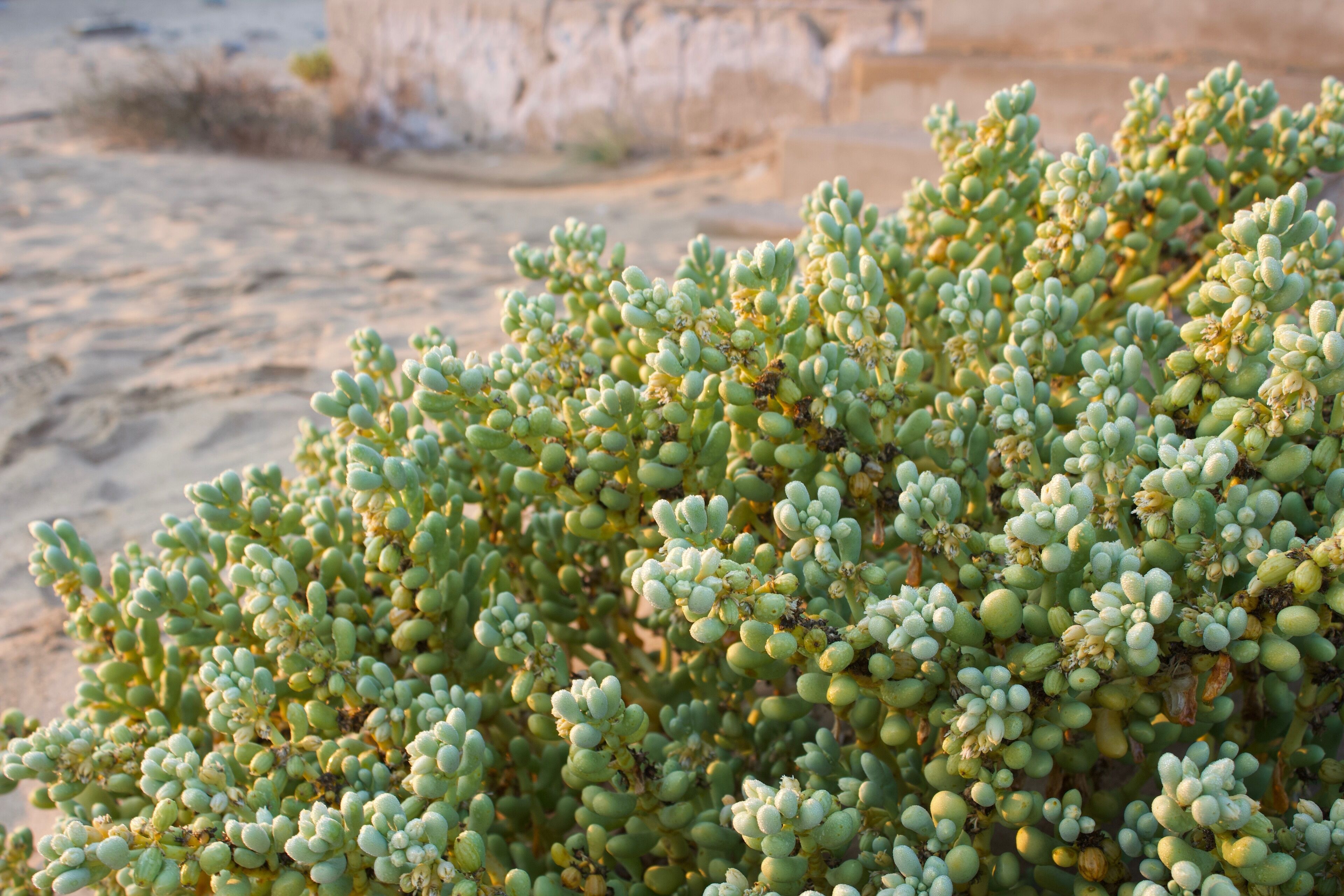 A close-up of a green succulent plant with multiple rounded leaves.