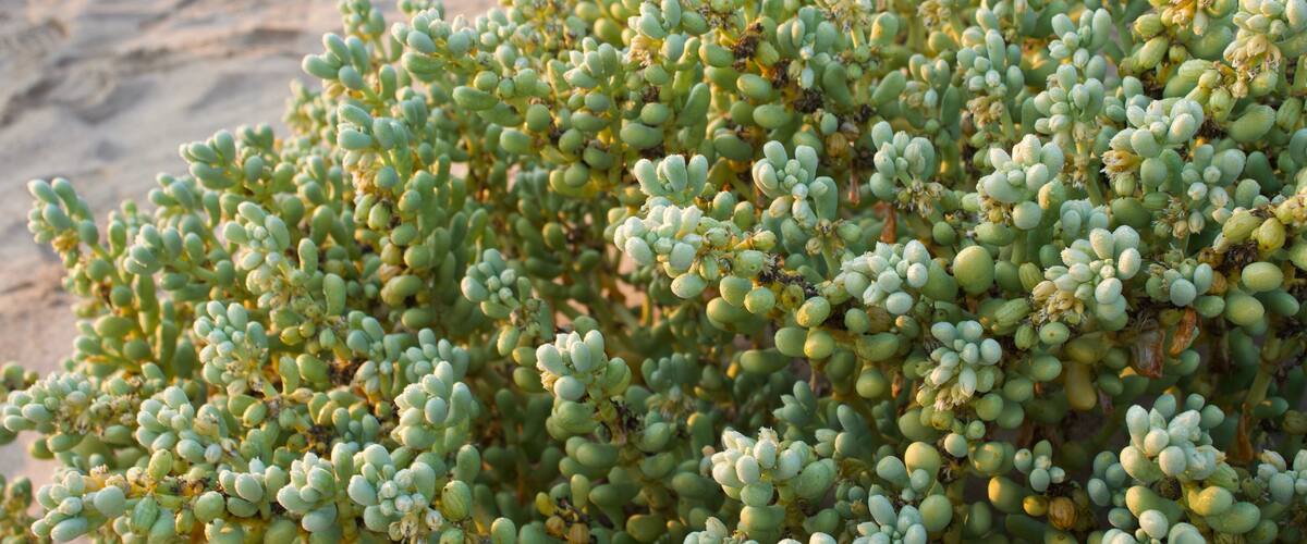 A close-up of a green succulent plant with multiple rounded leaves.