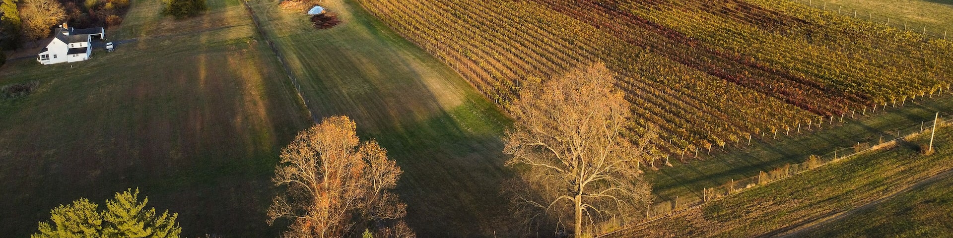 Overlooking the forest in Brandywine Valley in First State National Historical Park from a nearby vineyard, Chadds Ford, Pennsylvania