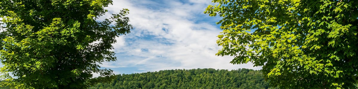 A dirt road through a corn field in Pine Grove Township, Warren County, Pennsylvania, USA on a sunny summer day
