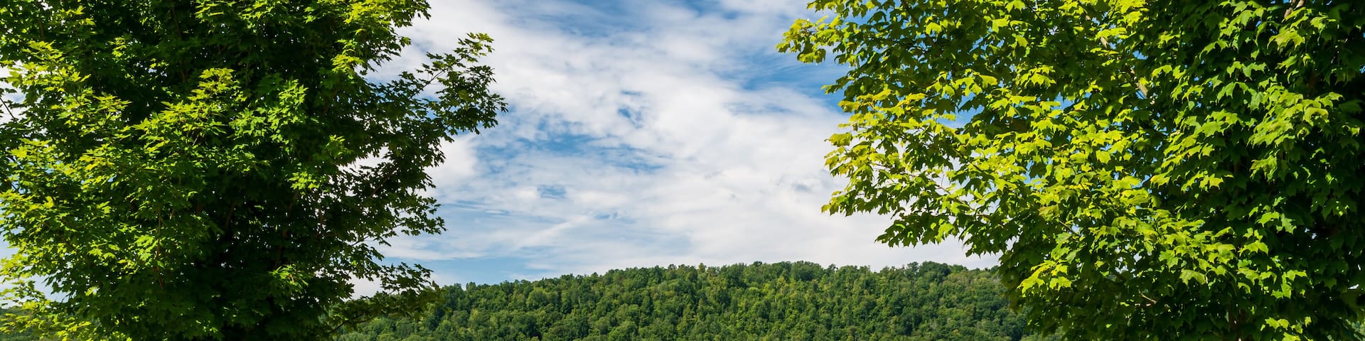 A dirt road through a corn field in Pine Grove Township, Warren County, Pennsylvania, USA on a sunny summer day