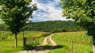 A dirt road through a corn field in Pine Grove Township, Warren County, Pennsylvania, USA on a sunny summer day
