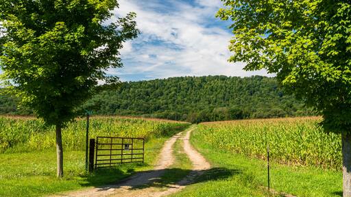 A dirt road through a corn field in Pine Grove Township, Warren County, Pennsylvania, USA on a sunny summer day
