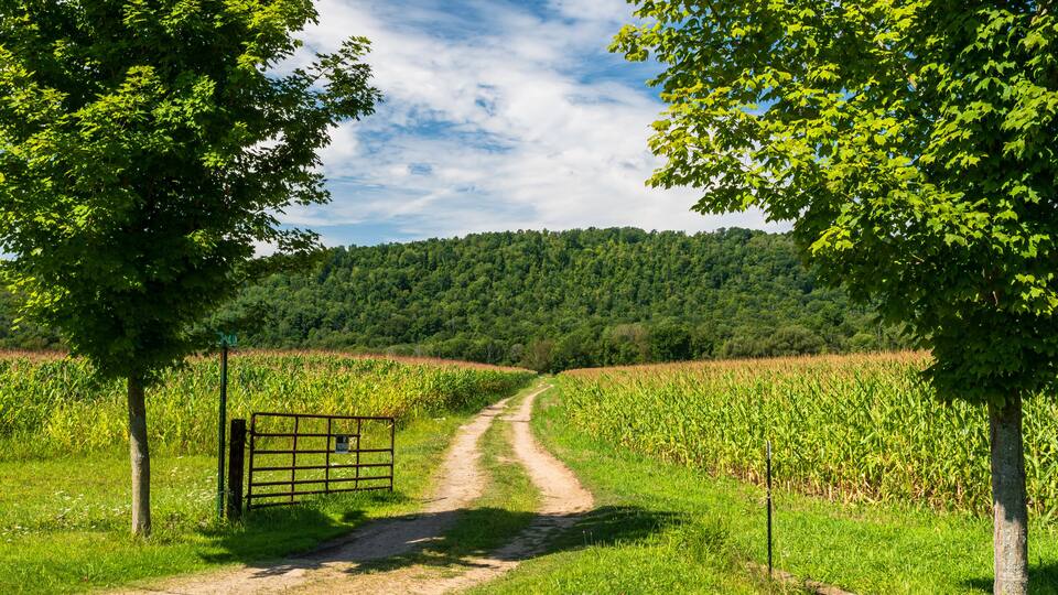 A dirt road through a corn field in Pine Grove Township, Warren County, Pennsylvania, USA on a sunny summer day