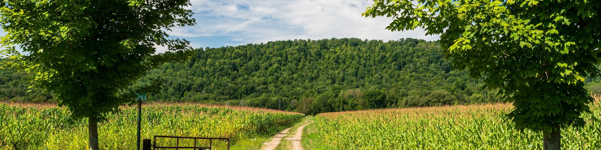 A dirt road through a corn field in Pine Grove Township, Warren County, Pennsylvania, USA on a sunny summer day