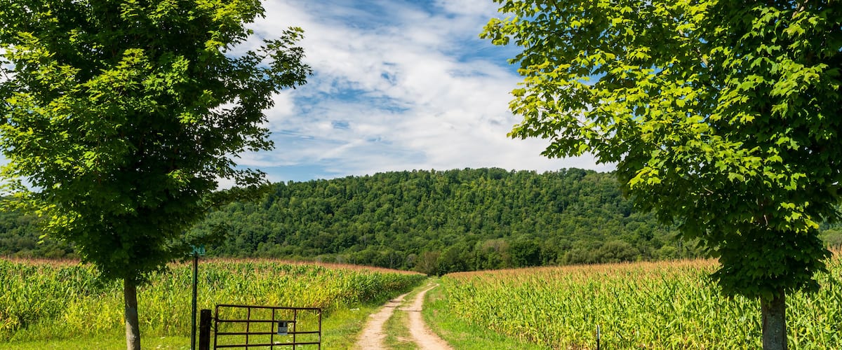 A rural landscape with a dirt path leading through a cornfield, flanked by trees and a forested hill in the background.