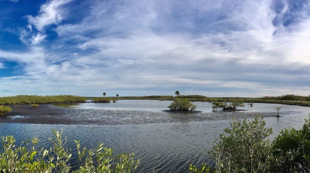 Mud flats in the estuary