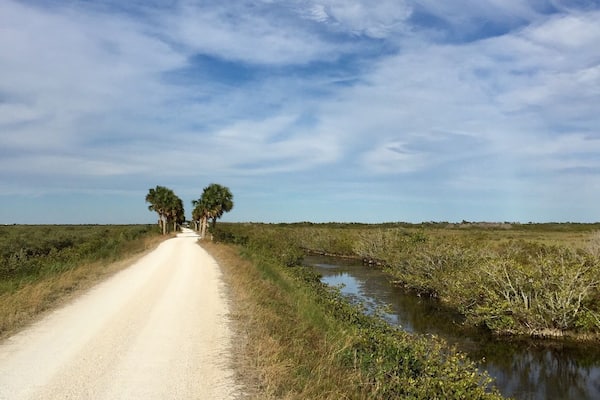Un chemin de terre bordé d’eau et de végétation, qui mène à un groupe de palmiers.