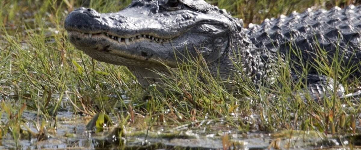 Bio Lab Rd in the Merritt Island National Wildlife Refuge stretches six miles along the lagoon. Lots of wildlife to see!