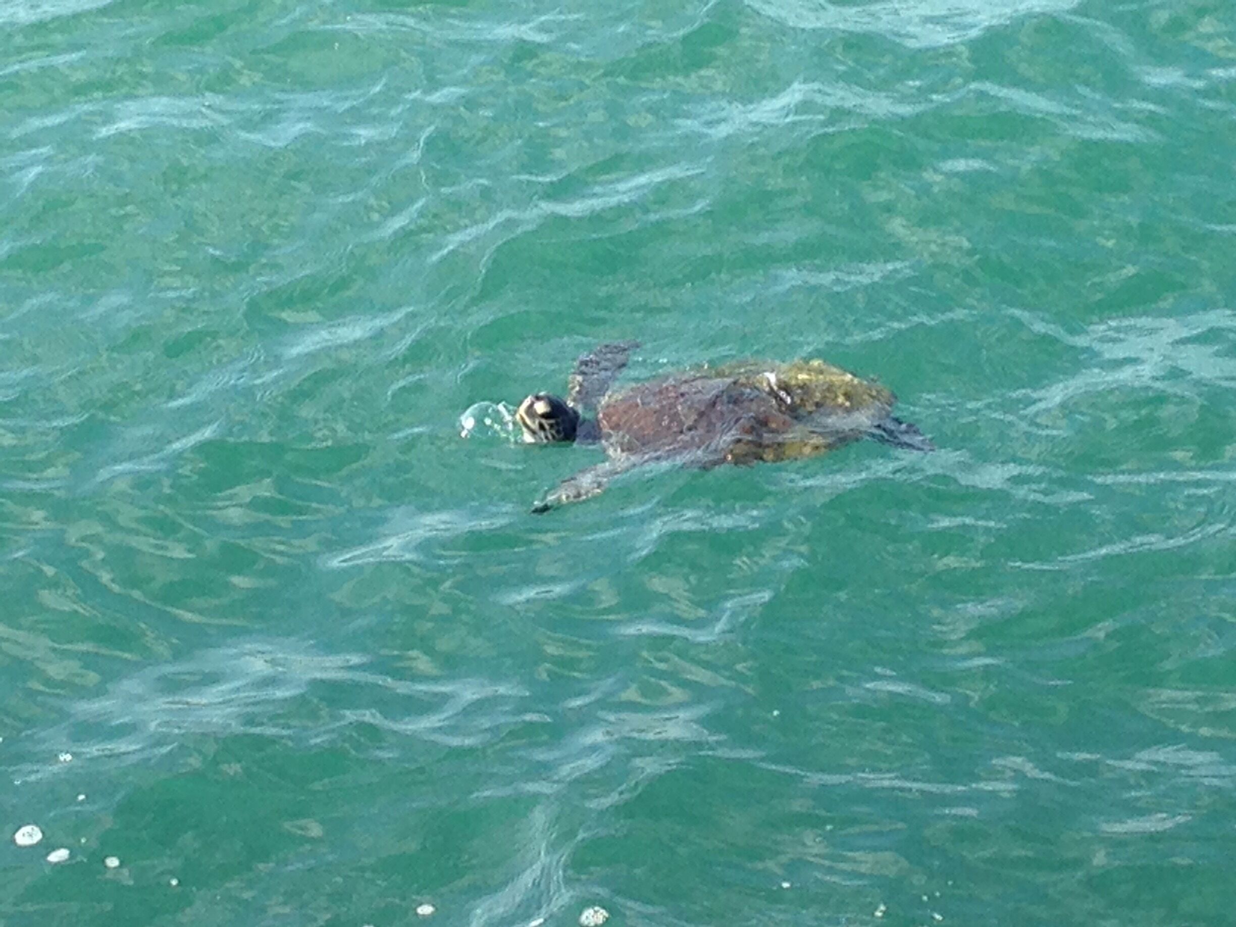 Cape Canaveral - sea Turtle #turtle #seaturtle #florida #atlantic
