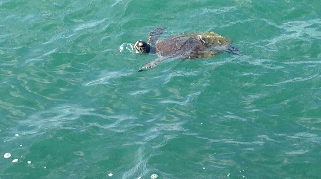 Cape Canaveral - sea Turtle #turtle #seaturtle #florida #atlantic
