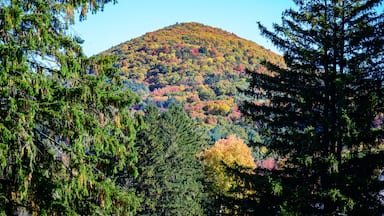 A mountain with autumn foliage, surrounded by evergreen trees.