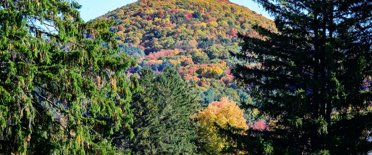A mountain with autumn foliage, surrounded by evergreen trees.