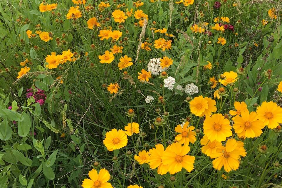 Um campo de flores amarelas com folhagem verde.