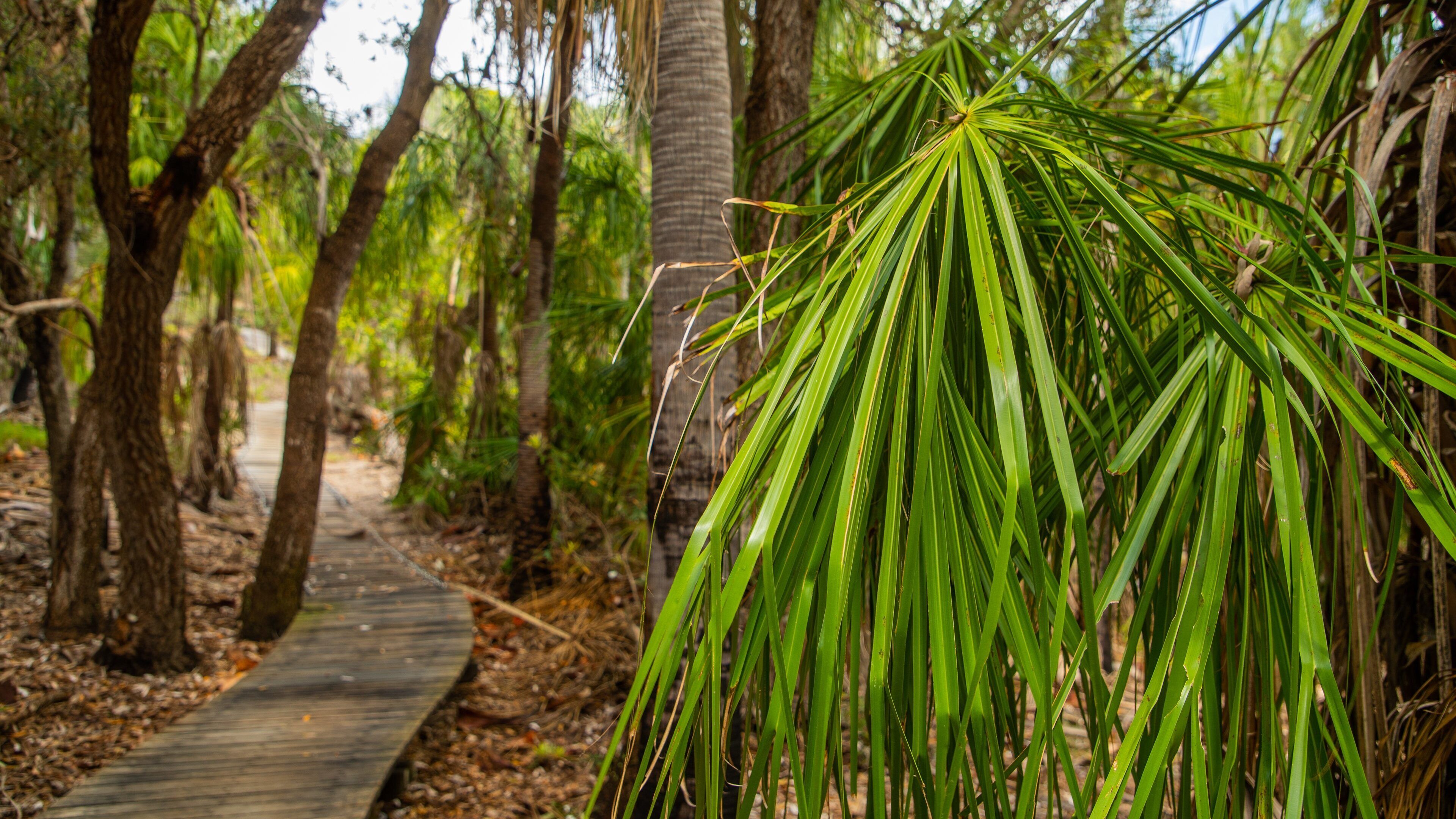 Red Rock Walking Trail showing a garden and forest scenes
