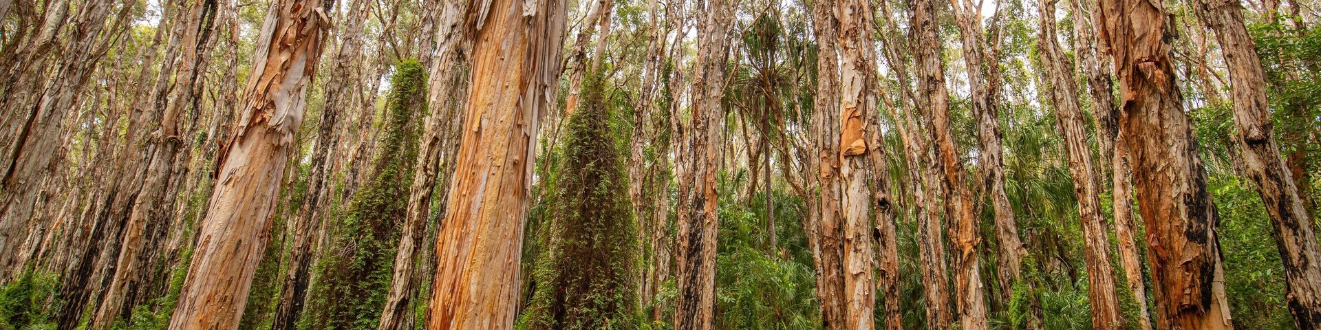 Paperbark Forest Boardwalk featuring forests as well as a family
