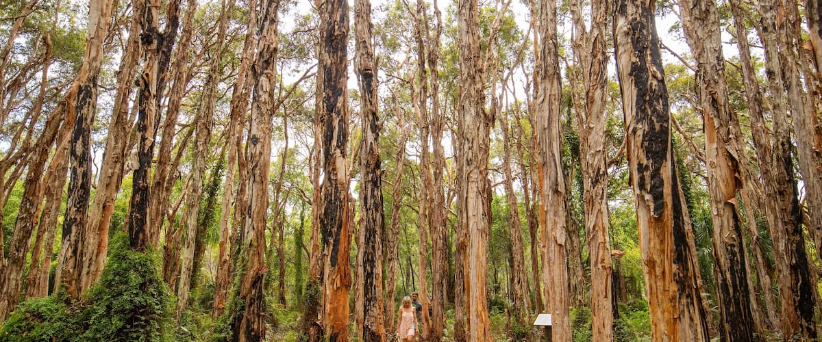 Paperbark Forest Boardwalk which includes forest scenes