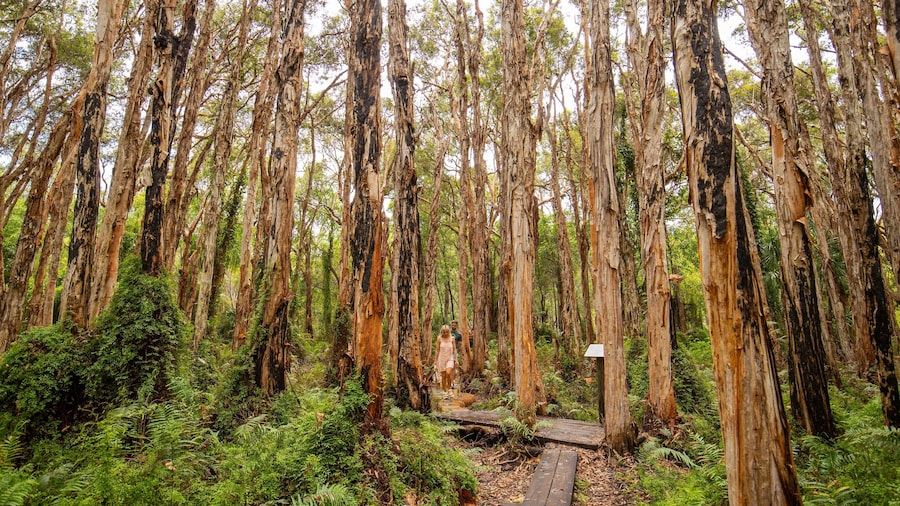 Paperbark Forest Boardwalk which includes forest scenes