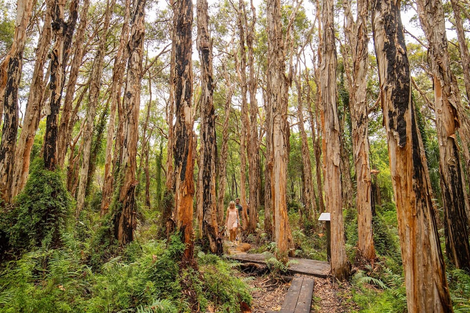 A dense forest with tall, thin trees and a wooden bridge.
