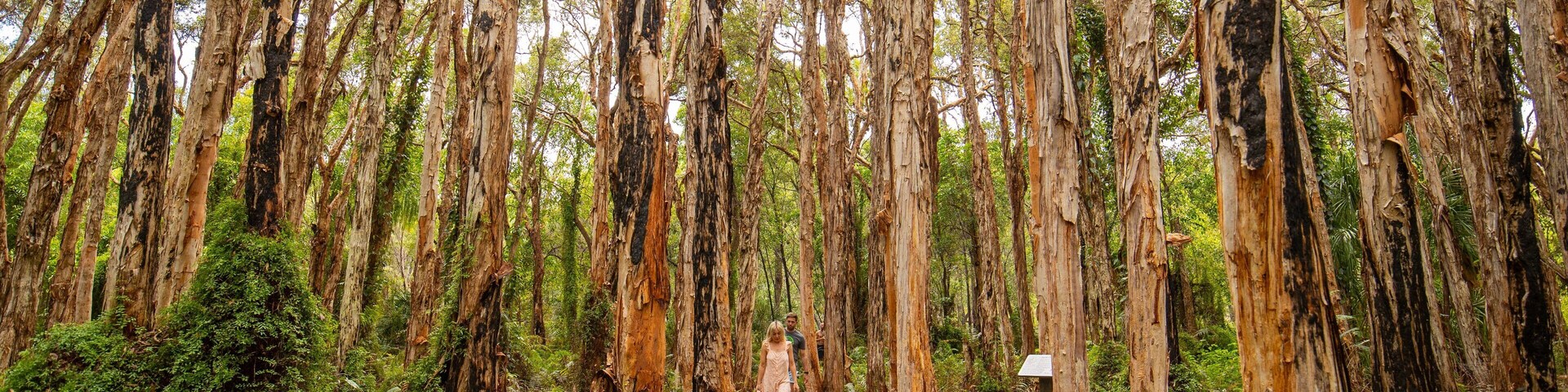 Paperbark Forest Boardwalk which includes forest scenes