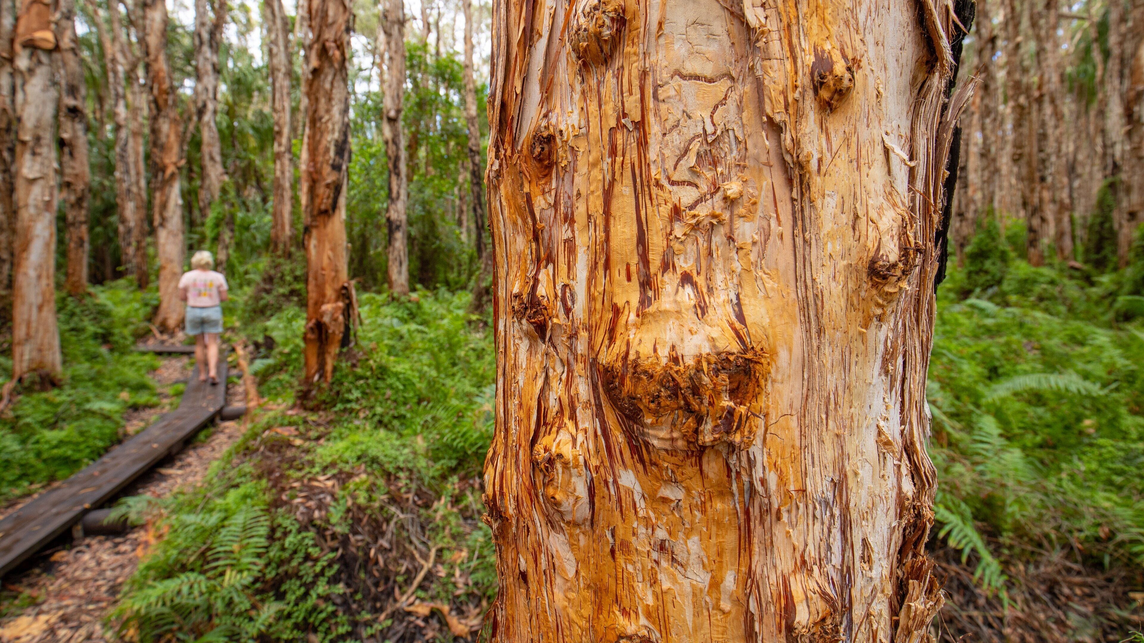 Paperbark Forest Boardwalk featuring forest scenes as well as an individual femail