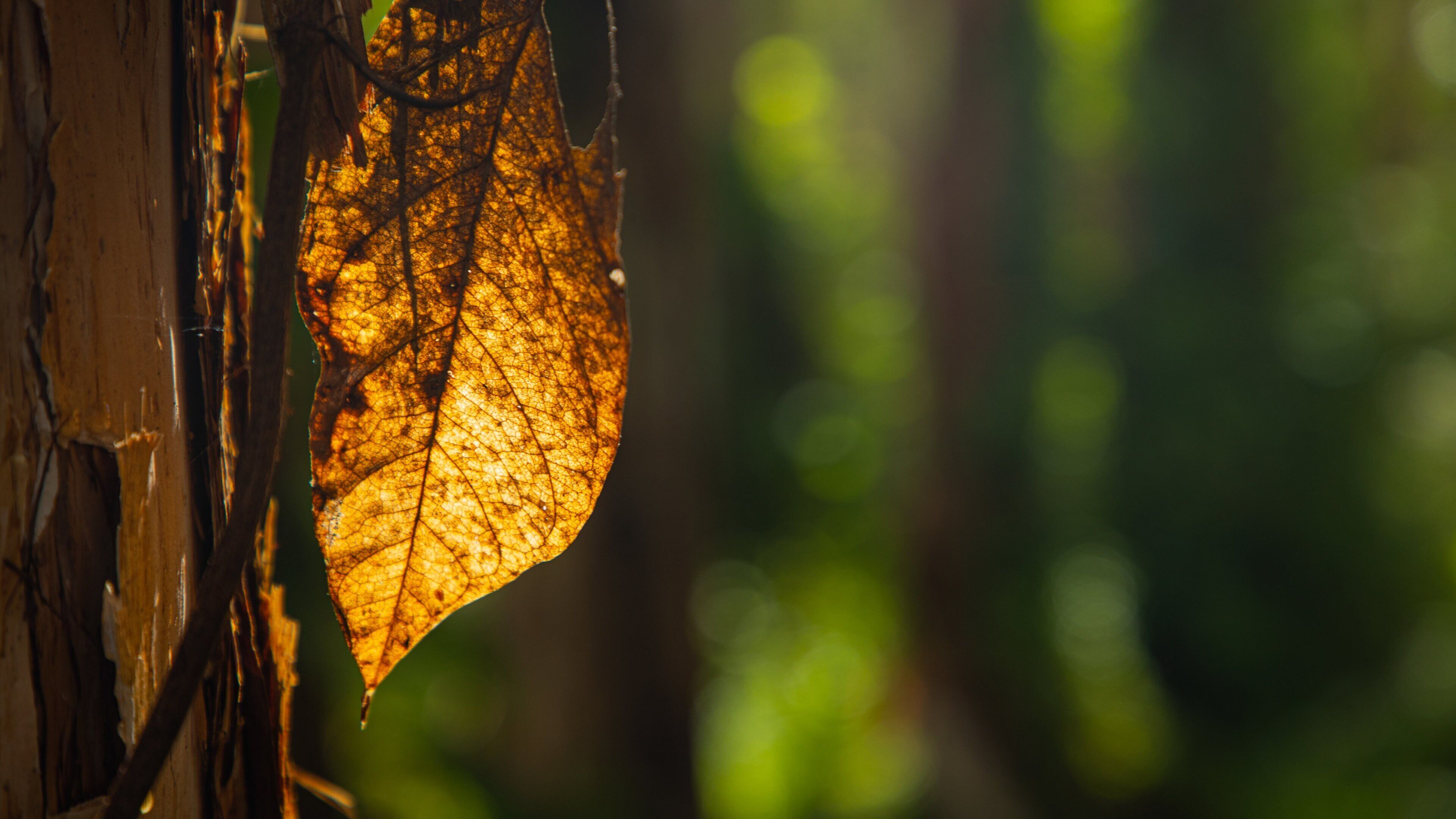 Paperbark Forest Boardwalk which includes forest scenes