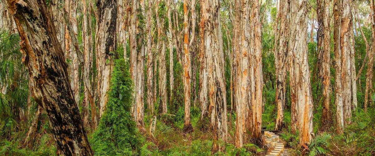 Paperbark Forest Boardwalk featuring forests