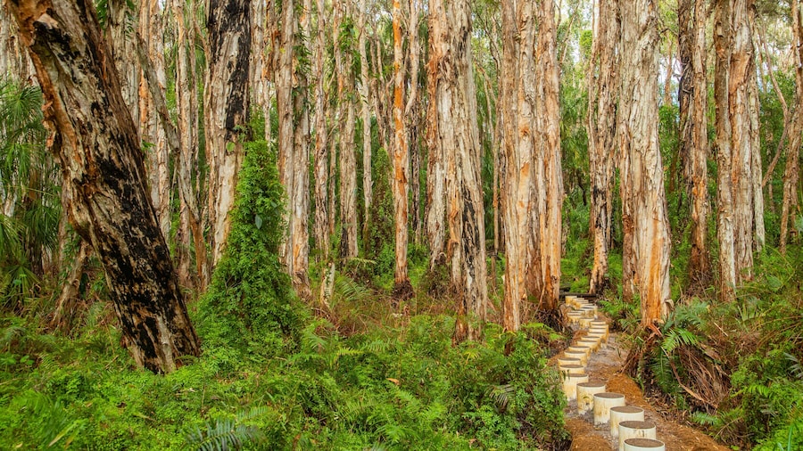 Paperbark Forest Boardwalk featuring forests