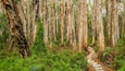 Paperbark Forest Boardwalk featuring forests