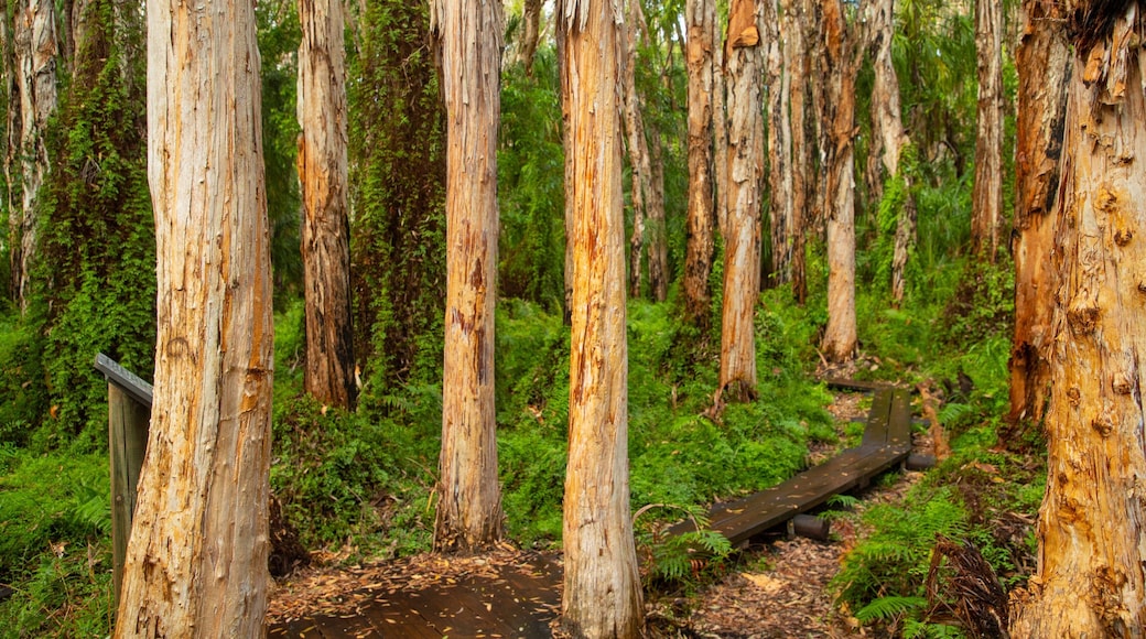 Paperbark Forest Boardwalk showing forests