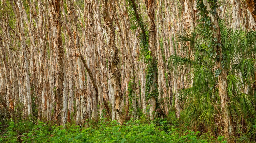 Paperbark Forest Boardwalk featuring forest scenes