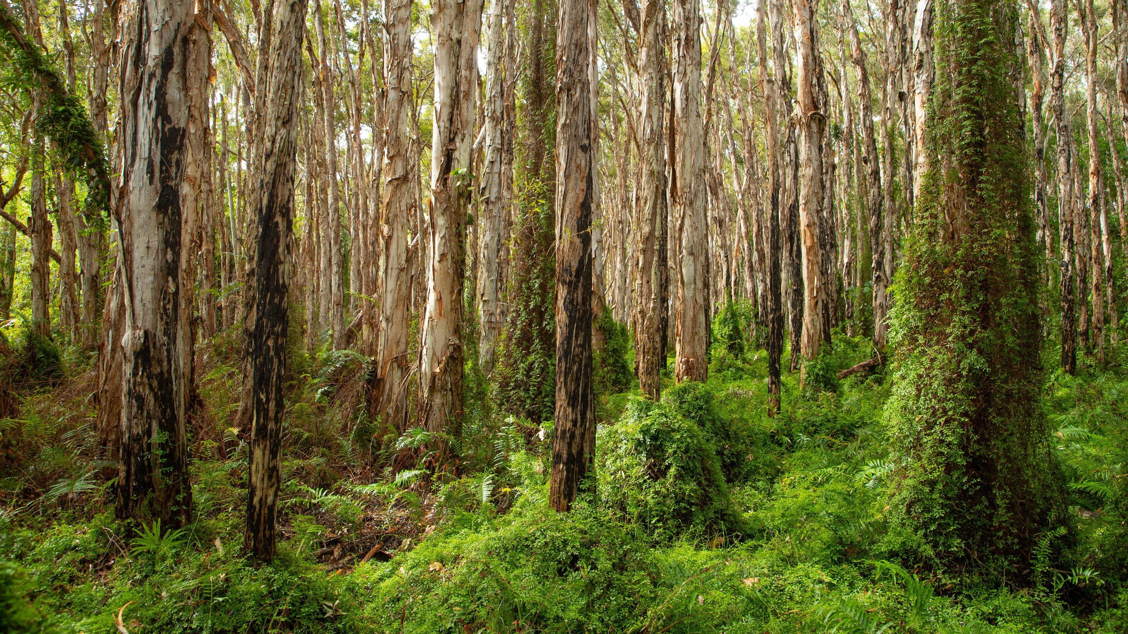 Paperbark Forest Boardwalk featuring forests