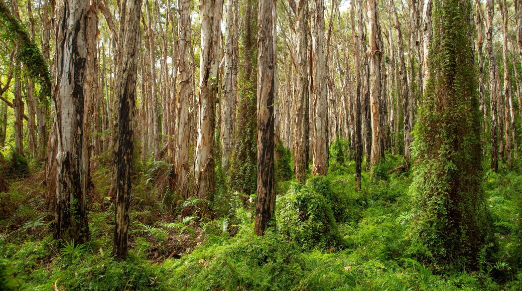 Paperbark Forest Boardwalk featuring forests
