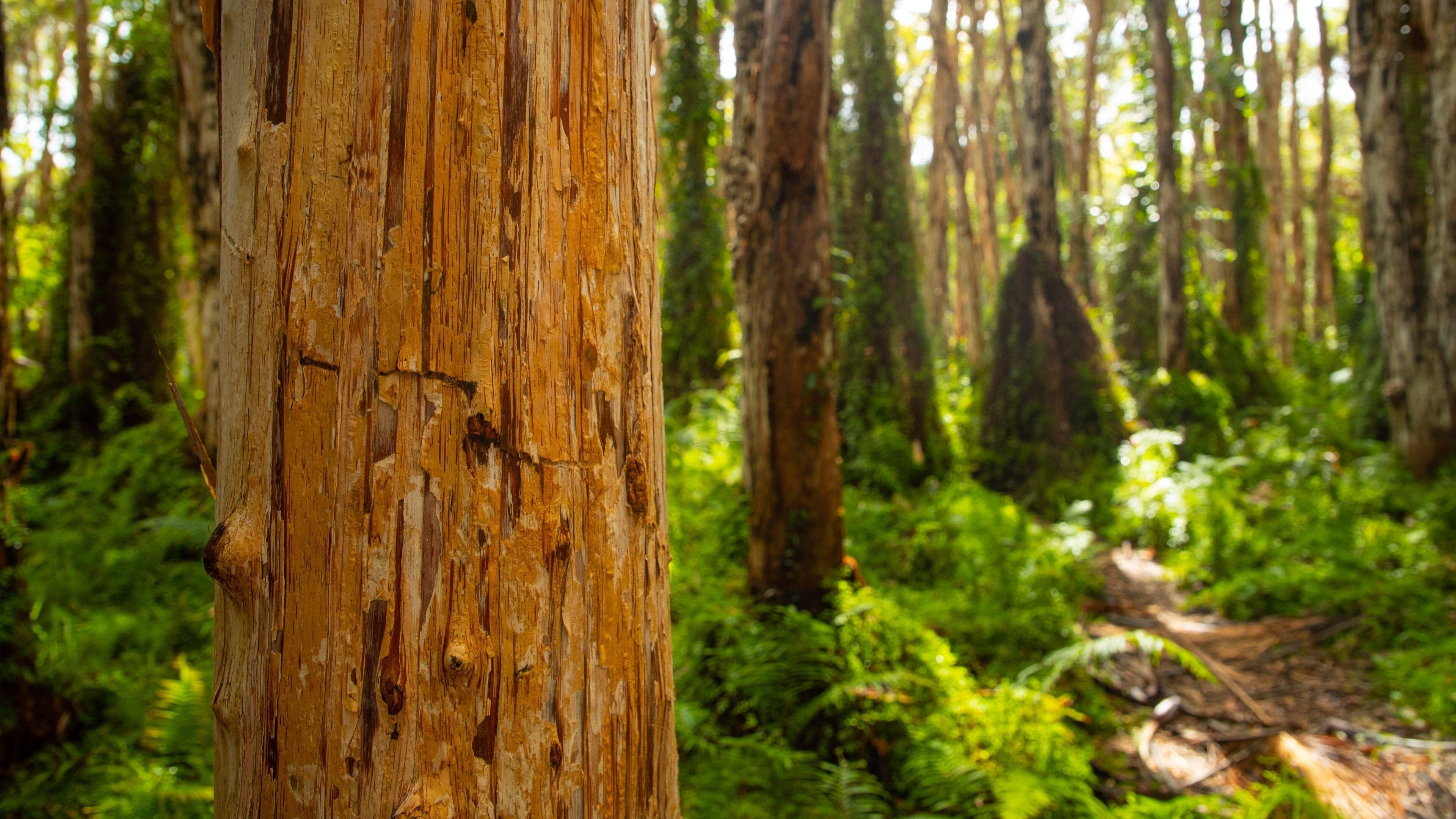 Paperbark Forest Boardwalk showing forest scenes